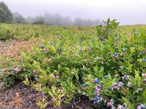 low bush blueberries growing in a field