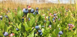 a close up of low bush blueberries in a field