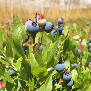 Maine wild blueberries