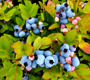 Picture of Maine wild blueberry fruit on a plant