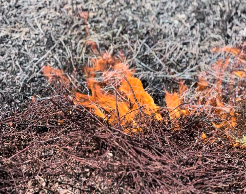 A close-up image of fire burning wild blueberry plants.