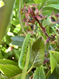 A blueberry sawfly larva climbing on the foliage of a wild blueberry plant. 