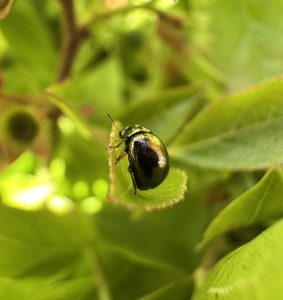 An adult flea beetle on the leaves of a wild blueberry plant.