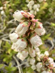 A spike of white open and opening wild blueberry flowers. 