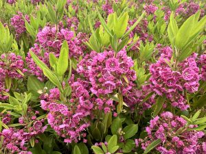 Pink-flowering sheep laurel covering a wild blueberry field.