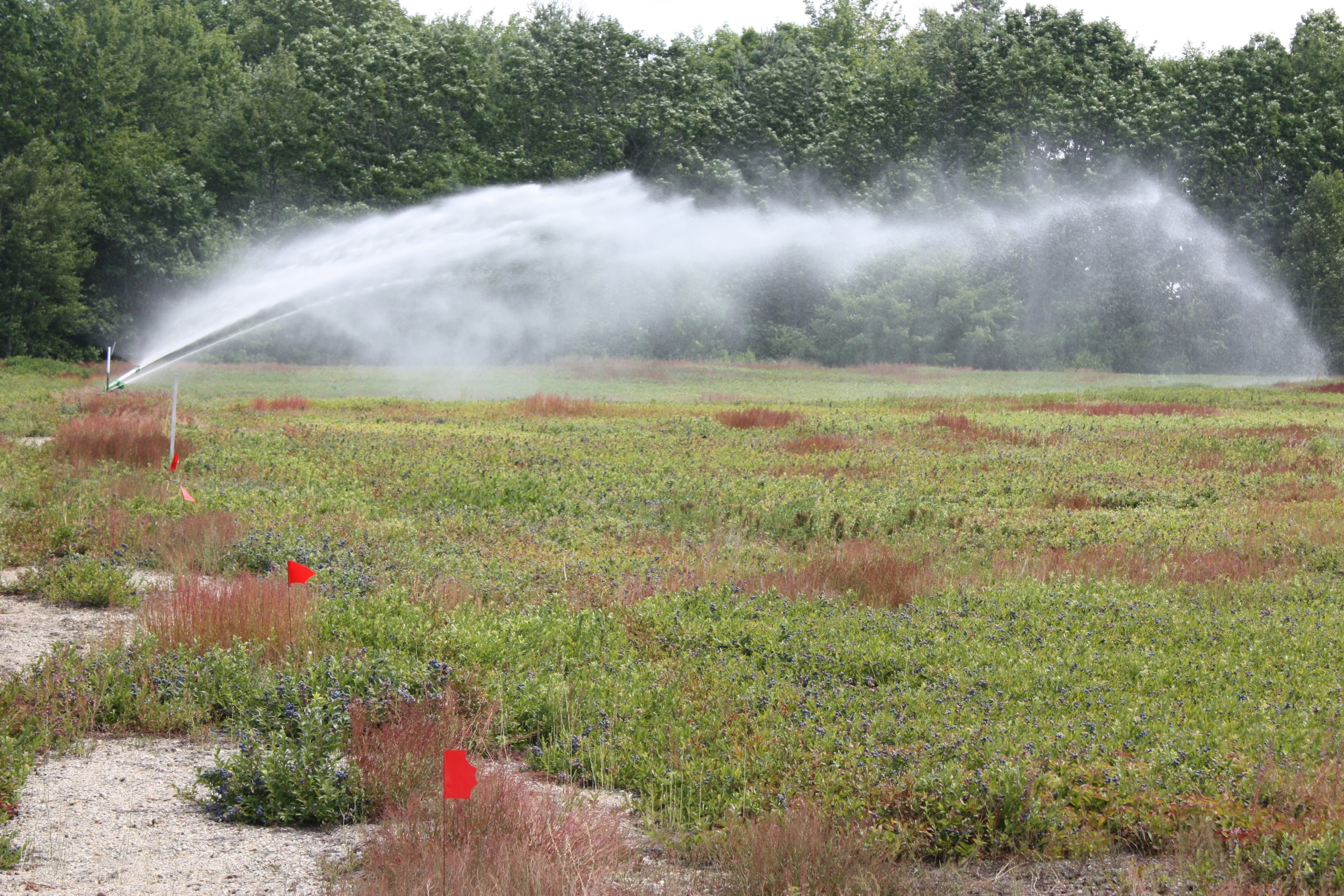 An irrigation spike waters a wild blueberry field.
