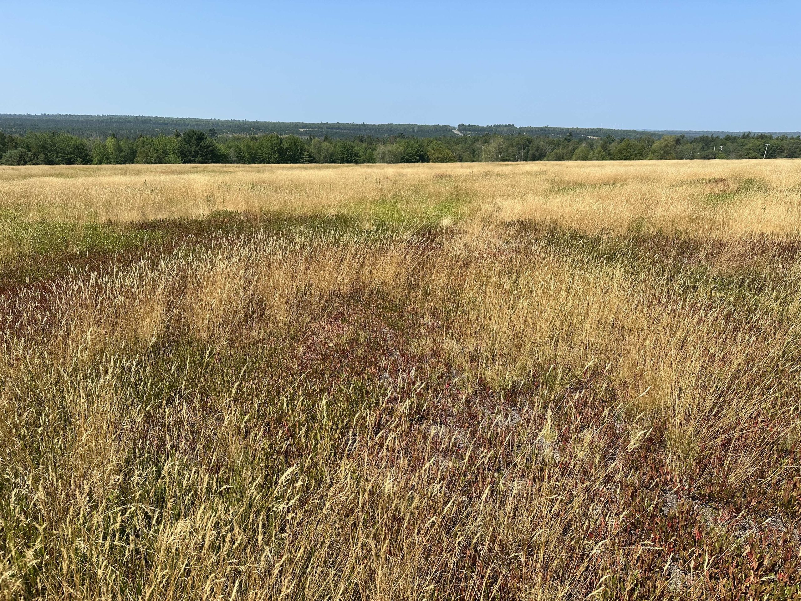 A wild blueberry landscape with large patches of fine leaf sheep fescue. 