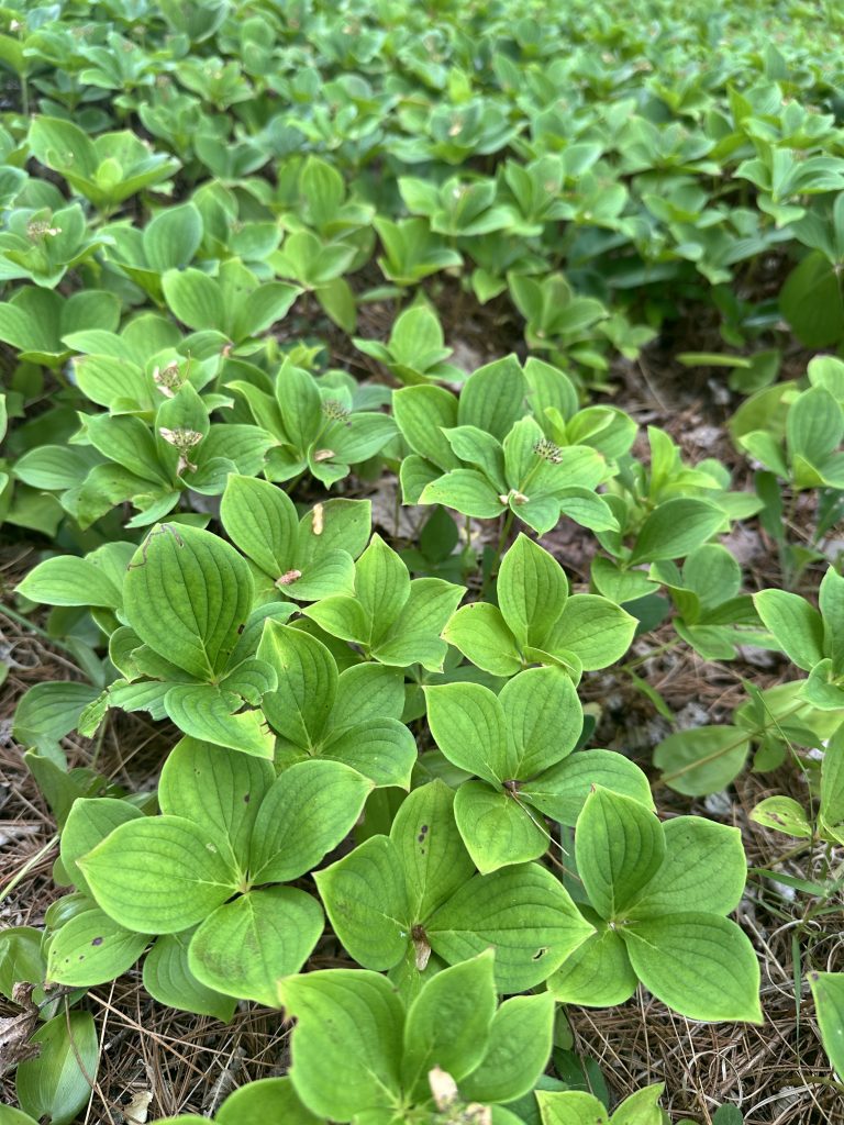 A dense patch of bunchberry shoots. 