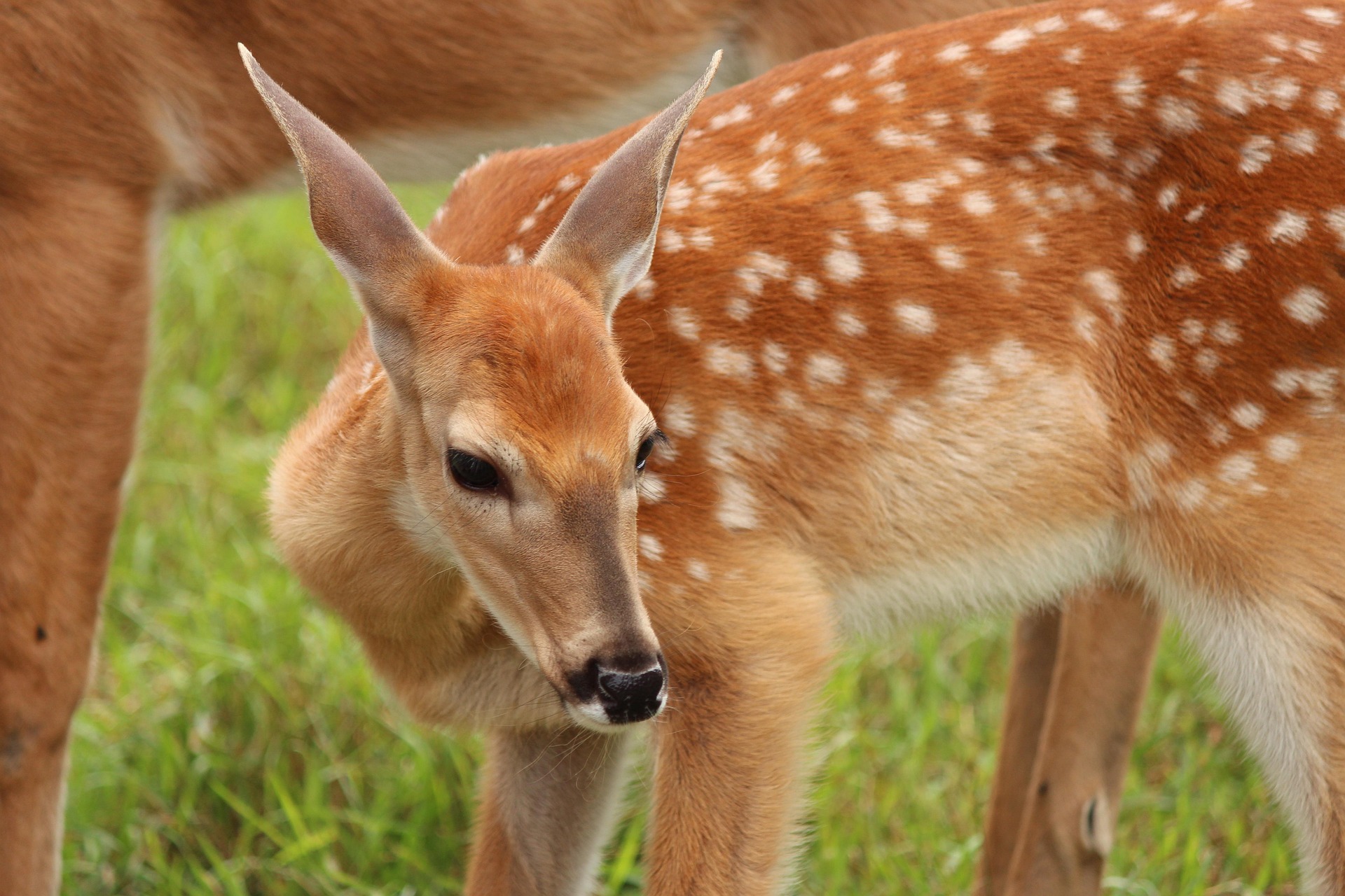 A white tail deer fawn.