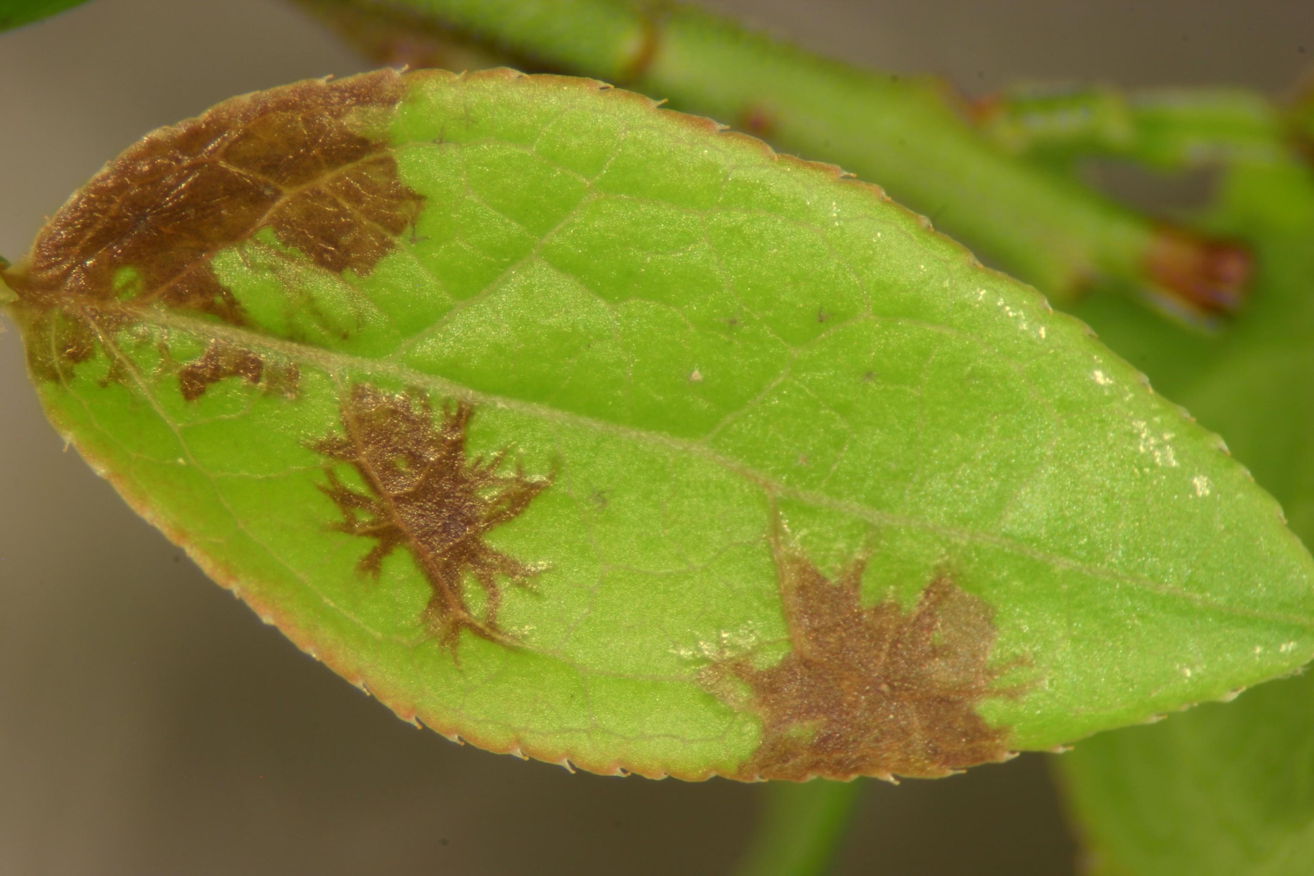 A close-up of a wild blueberry leaf with brown web-like necrotic lesions.