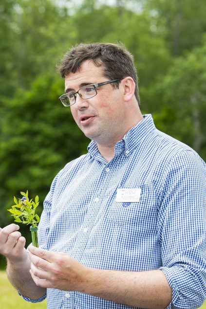 A picture of Dr. Philip Fanning holding a cutting of a wild blueberry plant. 