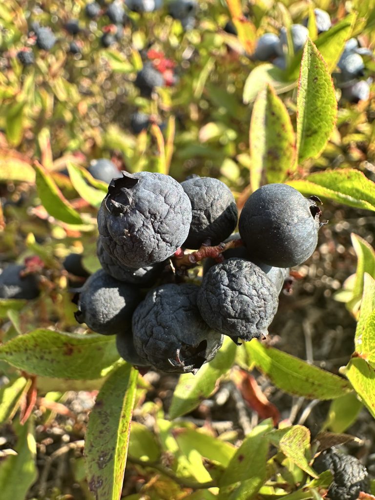 Overripe blueberry fruit.