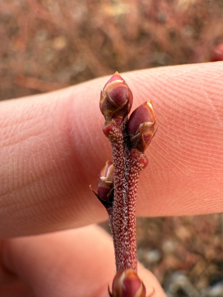 A blueberry bud at T0 flower stage.