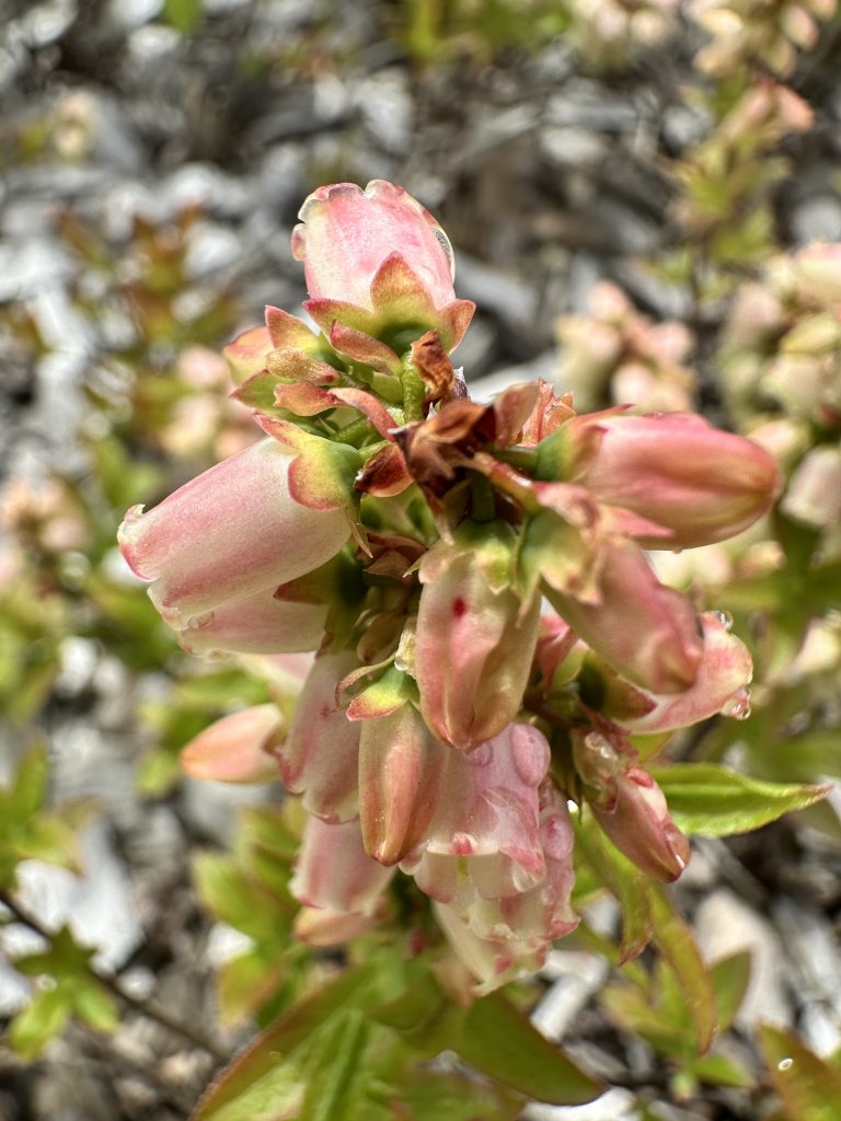 Pink wild blueberry flowers.