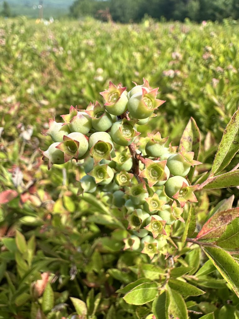 Green blueberry fruit.