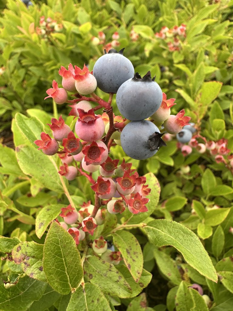 Color changing wild blueberry fruit.