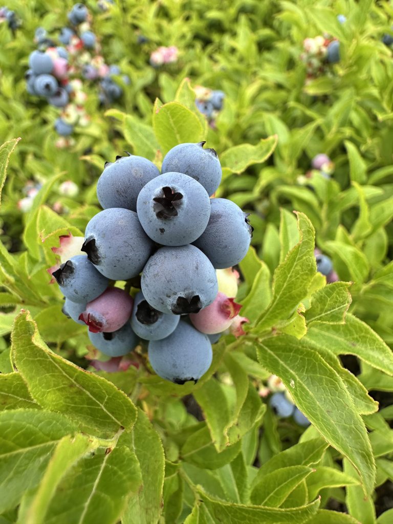 Ripe and green blueberry fruit.