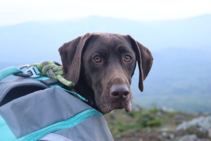 Dog carrying a hiking pack