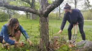 two participants clearing weeds from around the base of a tree