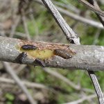 Four Viburnum leaf beetle larvae feeding on one of the branches.