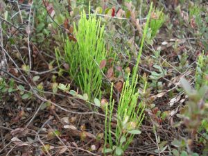 Closeup photo of a couple of stalks of equisetum growing in a cranberry bed.