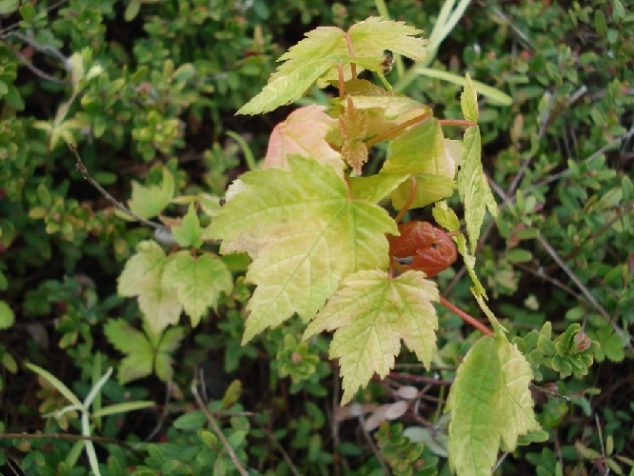 Maple Saplings - Cooperative Extension: Cranberries - University of