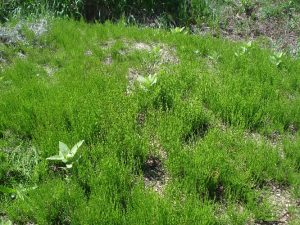 Photo of a patch of equisetum (horsetail) plants in a cranberry bed, with a few young milkweeds present as well.