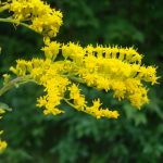 Photo showing the upper portion of a blooming goldenrod