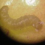 Rather close up picture of a cranberry fruitworm larva (viewed through a dissecting scope)