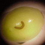 picture of a Cranberry Fruitworm larva crawling on the outside of a green cranberry