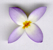 Magnified view of a single 'bluets' flower