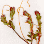 Some cranberry uprights with strands of dodder attached to them.
