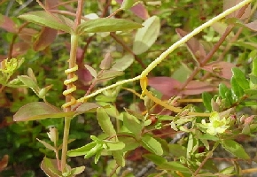 Parasitic weed called dodder wrapped and coiled around a stalk of Saint Johnswort