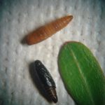photo showing a pair of Blackheaded Fireworm pupae (photographed June 21st central Maine)