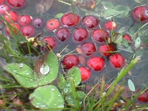Maine cranberries floating in water along the edge of a bed during harvest