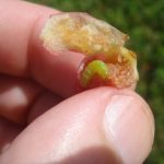 photo showing a person's fingers holding a cranberry that has been cut open in order to reveal a cranberry fruitworm larva inside it (central Maine - Late August)