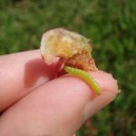 photo showing a person's fingers holding a cranberry that has been cut open in order to reveal a cranberry fruitworm larva inside it (central Maine - Late August)