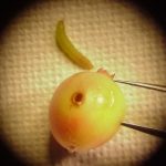 a picture of a Cranberry Fruitworm larva and the cranberry it was removed from (Maine - early August)