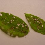 Photo of a pair of wild blueberry leaves showing numerous small holes as a result of cranberry weevil feeding injury