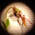 Another photo showing heavy damage to a cranberry flower caused by Cranberry Weevil