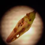photo showing obvious Cranberry Weevil damage to an unopened cranberry blossom (there are feeding holes and oviposition scars on it)