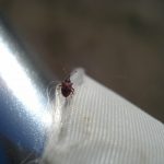 picture of a Cranberry Weevil resting near the handle of a sweepnet (photographed June 17th)