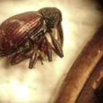 A Cranberry Weevil as viewed through a dissecting scope, and resting on its side next to a U.S. penny.