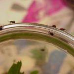 Five cranberry weevils crawling on the rim of an empty baby-food jar.