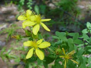 Dwarf St. Johnswort in bloom; flowers are yellow with five petals