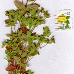 Dwarf St Johnswort plant beside a U.S. postage stamp for scale purposes