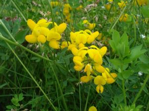 Photo of a small patch of birdsfoot trefoil stems and blossoms
