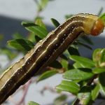 Photo of a mature false armyworm caterpillar, munching on a cranberry upright