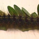 Gypsy Moth Larva (mature) 1999
