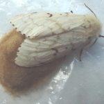 photo of a female gypsy moth, plus her egg mass under her